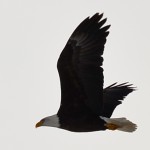 Eagle 2