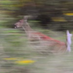 Abstract Deer Running