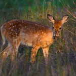 Another of the fawn that came to see me.