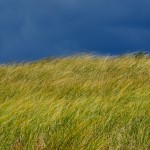 Ludington Grass
