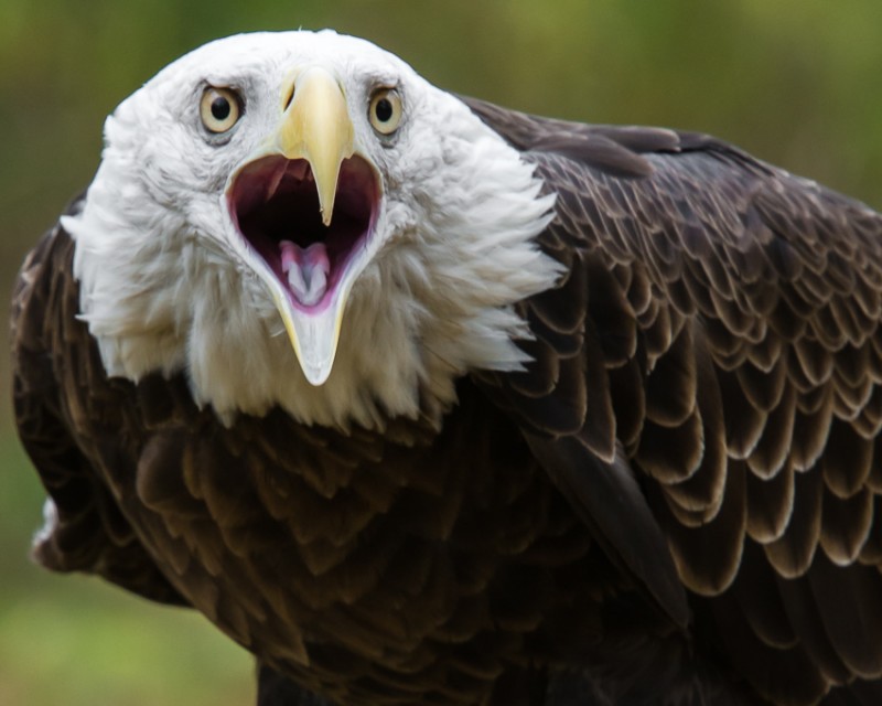 Bald Eagle Scream