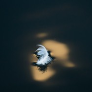 Feather On Water In Moonlight