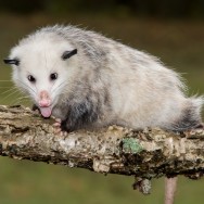Silly Opossum