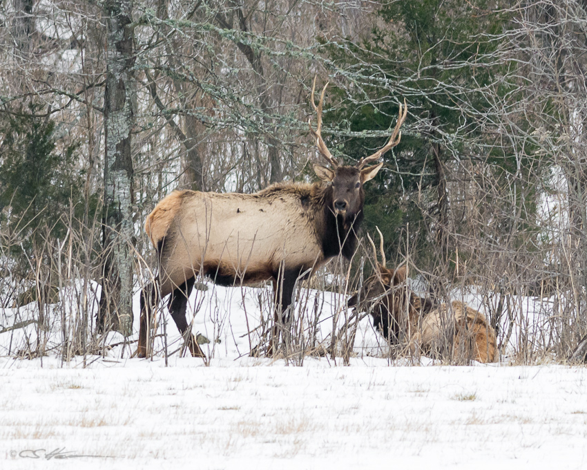 Arkansas Elk 1
