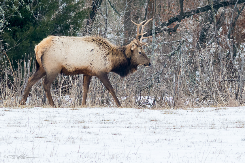 Arkansas Elk 2