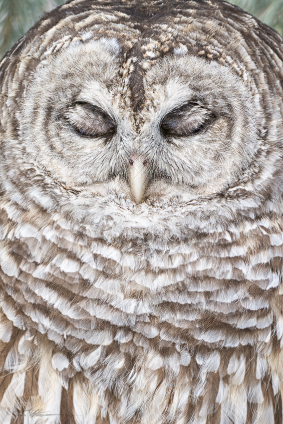 Barred Owl 1